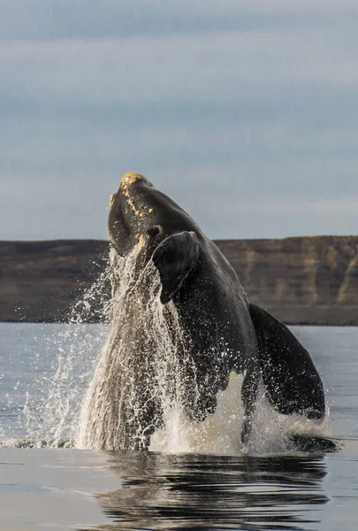 パタゴニア アルゼンチンのバルデス半島でジャンプするクジラ — ストック写真