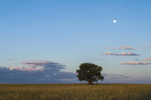 Paisaje Rural Árbol Luna Provincia Buenos Aires Argentina —  Fotos de Stock