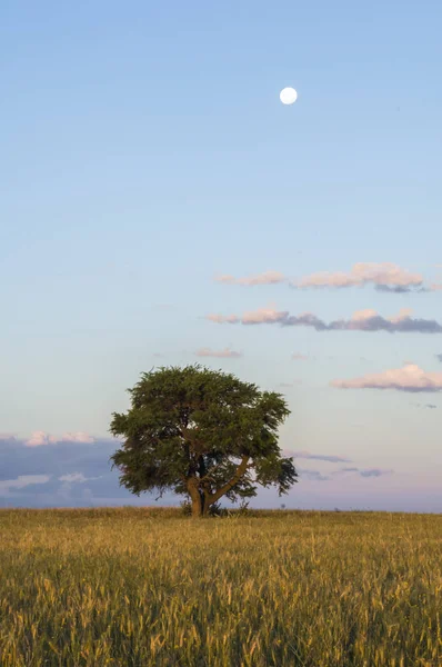 Landelijke Omgeving Boom Maan Provincie Van Buenos Aires Argentinië — Stockfoto