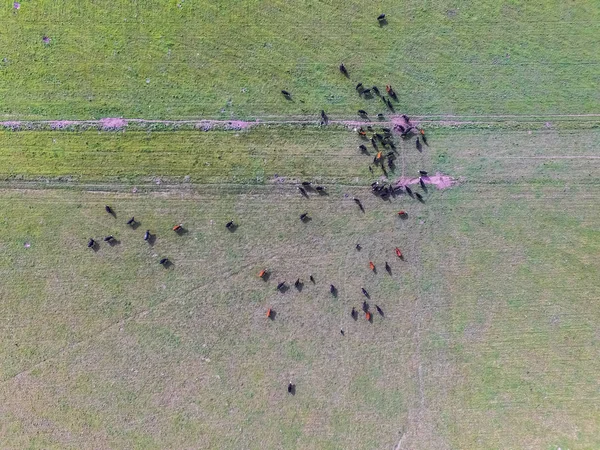 Légi Felvétel Tehenek Mező Pampa Argentína — Stock Fotó