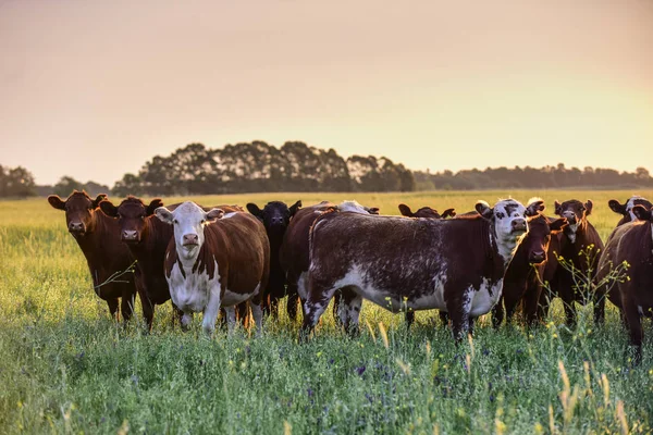 Grupo Vacas Olhando Para Câmera Pampas Argentina — Fotografia de Stock