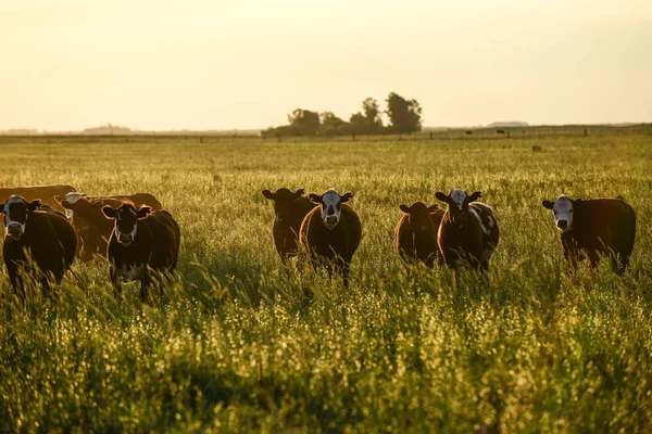 Grupo Vacas Mirando Cámara Pampa Argentina — Foto de Stock