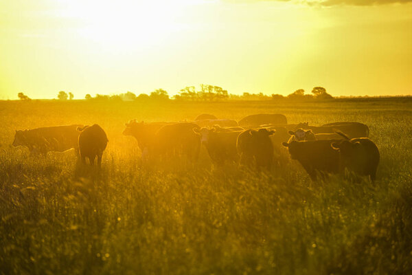 Group of cows, Pampas, Argentina