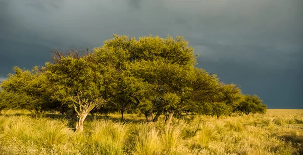 Paisaje Rural Provincia Buenos Aires Argentina —  Fotos de Stock