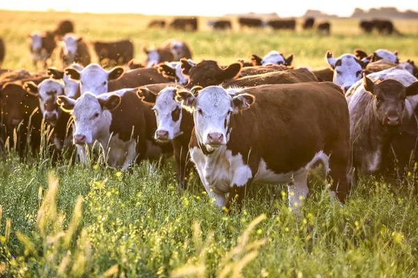 一群奶牛看着镜头 阿根廷潘帕斯 — 图库照片