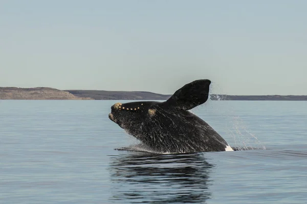 Whale Jumping Peninsula Valdes Patagonia Argentina — Stock Photo, Image