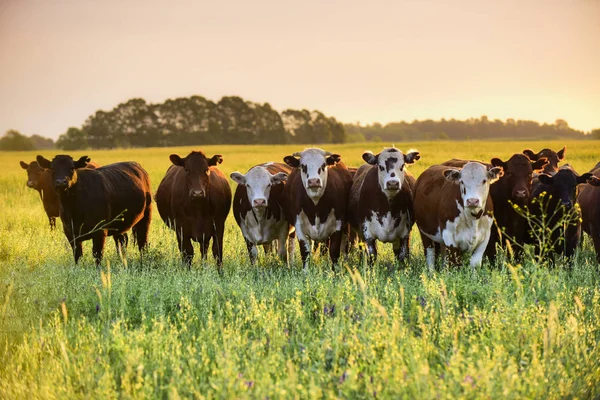 Grupo Vacas Mirando Cámara Pampa Argentina — Foto de Stock