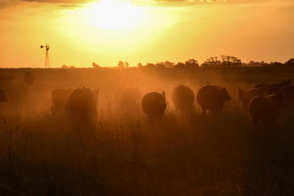 Vacas Atardecer Provincia Buenos Aires Argentina —  Fotos de Stock