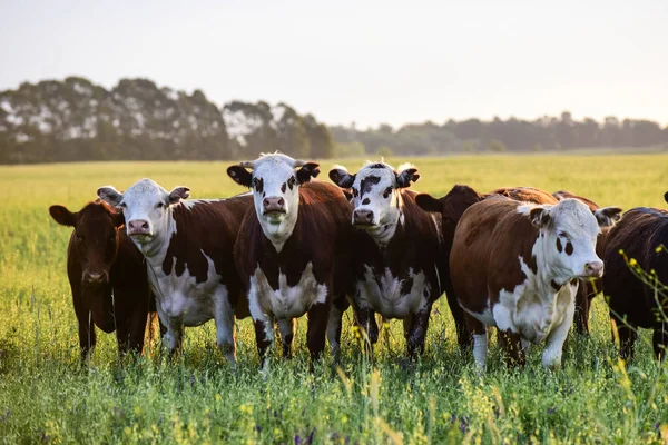 Grupo Vacas Mirando Cámara Pampa Argentina —  Fotos de Stock