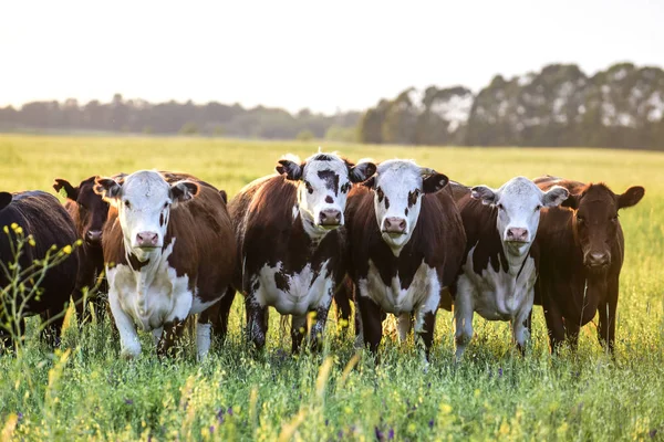 Grupo Vacas Mirando Cámara Pampa Argentina — Foto de Stock