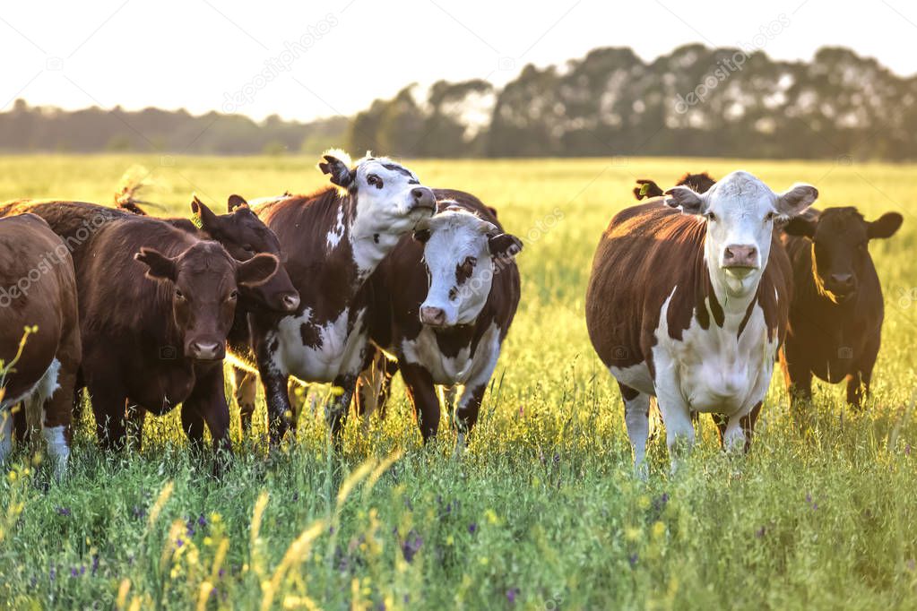 Group of cows looking at the camera, Pampas, Argentina