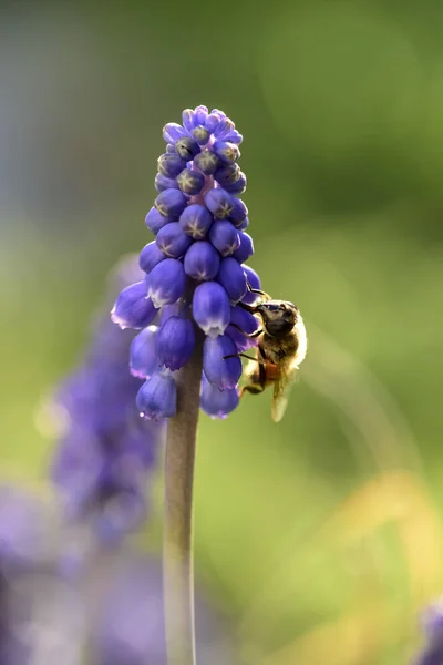 Méhek Beporzó Lila Virág — Stock Fotó