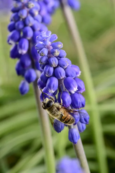 Méhek Beporzó Lila Virág — Stock Fotó
