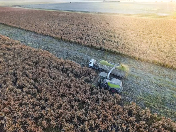 Sorghum Harvest Pampa Argentinië — Stockfoto