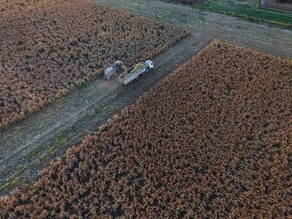 Sorghum Harvest Pampa Argentina — Stock Photo, Image