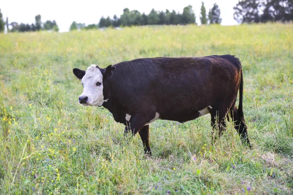 Krowa Naturalnej Trawie Pampas Argentyna — Zdjęcie stockowe