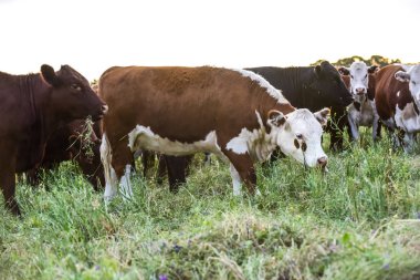 Ot çiftlik hayvanları, Pampas, Arjantin'de beslenmesi