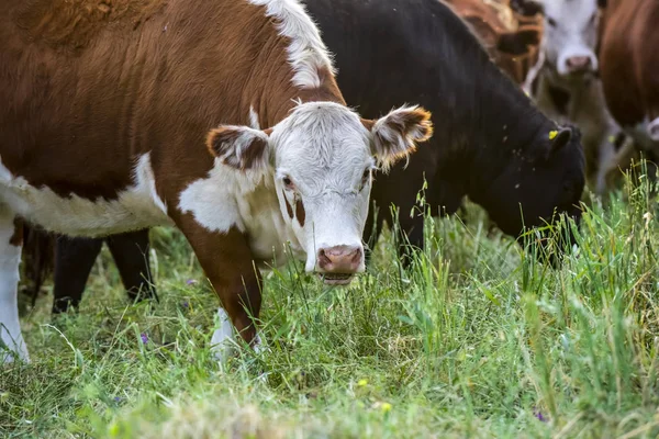 Alimentando Gado Grama Vacas Misiones Argentina — Fotografia de Stock