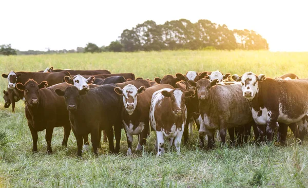 Alimentación Con Pastos Ganado Vacuno Mendoza Argentina — Foto de Stock