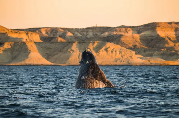 Saut Baleine Dans Péninsule Valdes Puerto Madryn — Photo