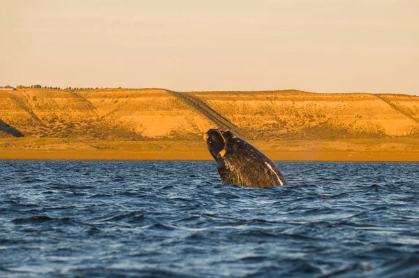 Whale Jumping Peninsula Valdes Puerto Madryn — Stock Photo, Image