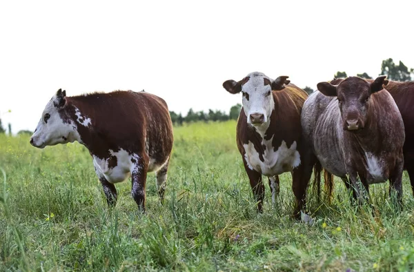 Vacas Campo Natural Buenos Aires Argentina — Fotografia de Stock
