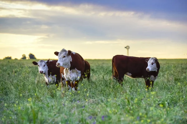 Vacas Campo Natural Buenos Aires Argentina —  Fotos de Stock