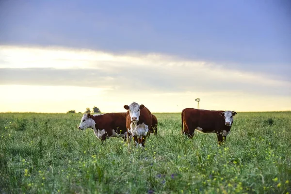 Kühe Auf Natürlichem Feld Von Buenos Aires Argentinien — Stockfoto