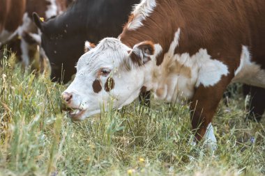 Kırsal daki İnekler, Pampas, Arjantin