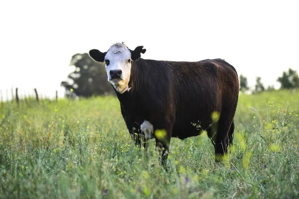 Cow Natural Field Buenos Aires Argentina — Stock Photo, Image