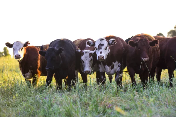 Корови Природному Полі Буенос Айресі Аргентина — стокове фото