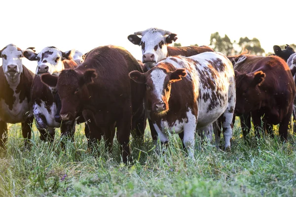Cows Natural Field Buenos Aires Argentina — Stock Photo, Image