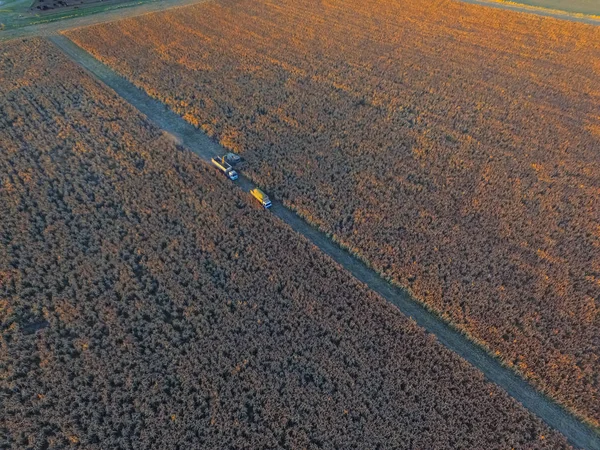 Урожай Сорго Пампе Аргентина — стоковое фото