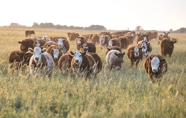 Krowy Wsi Pampas Argentyna — Zdjęcie stockowe