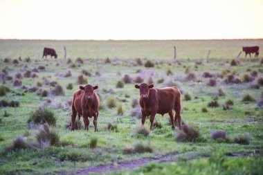 Kırsal daki İnekler, Pampas, Arjantin