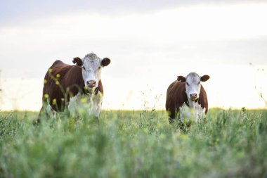Kırsal daki İnekler, Pampas, Arjantin