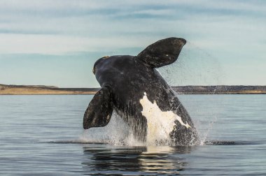 Yarımada Valdes, Puerto Madryn 'de balina atlayışı