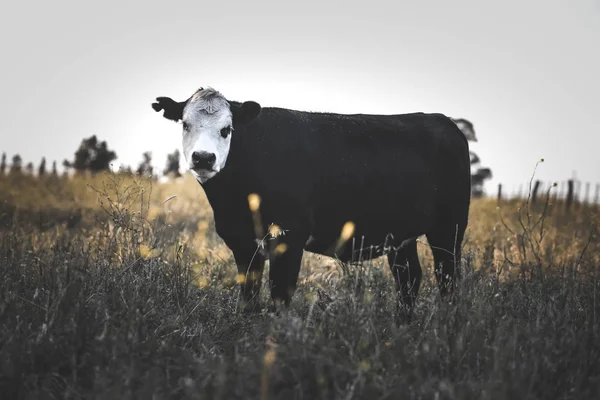 田舎の牛 パンパス アルゼンチン — ストック写真
