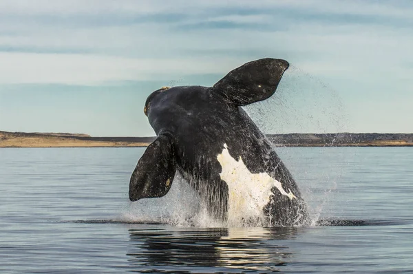 Salto Ballenas Península Valdés Puerto Madryn — Foto de Stock