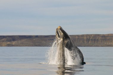 Yarımada Valdes, Puerto Madryn 'de balina atlayışı