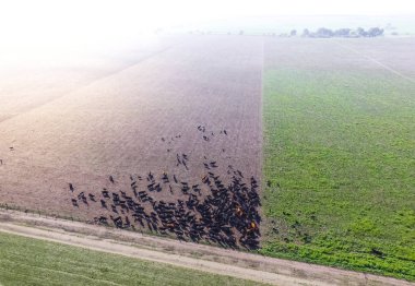 Pampas bölgesinde çiftlik hayvanlarının havadan görünümü