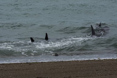Orcas avcılık, Patagonya, Arjantin