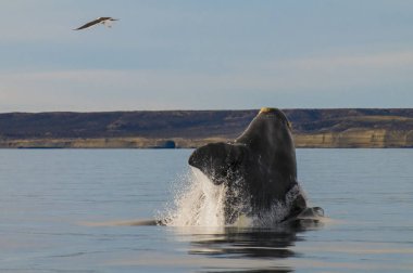 Yarımada Valdes, Puerto Madryn 'de balina atlayışı