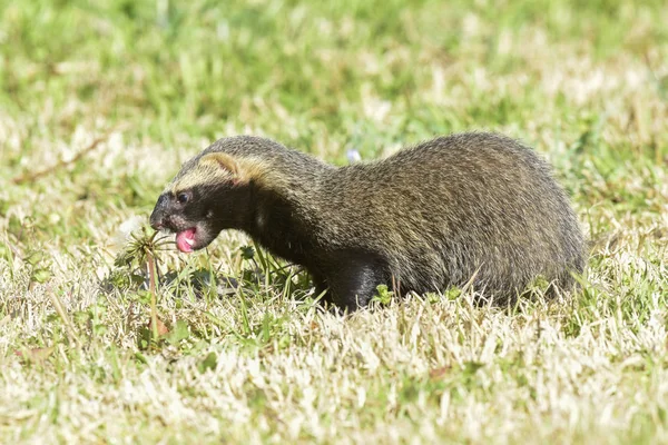 Pequena Guarnição Ambiente Grama Patagônia Argentina — Fotografia de Stock