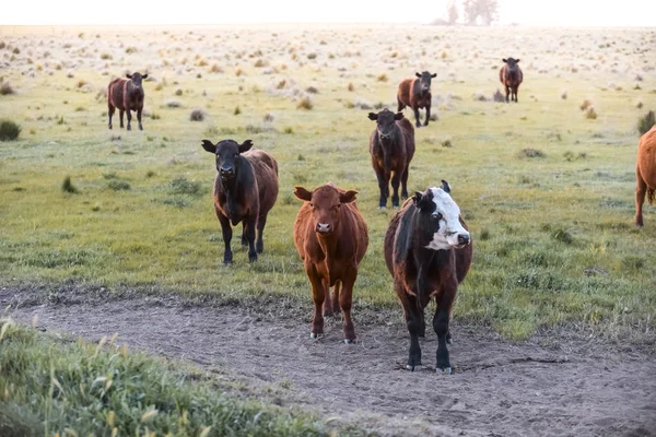 Criação Intensiva Vacas Produção Carne Argentina — Fotografia de Stock