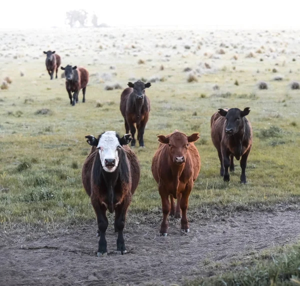 Criação Intensiva Vacas Produção Carne Argentina — Fotografia de Stock