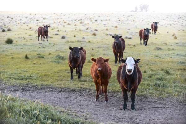 Intensive breeding of cows, Argentine meat production