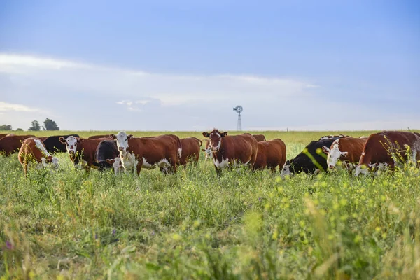 Intensive breeding of cows, Argentine meat production