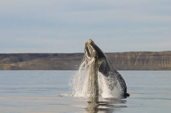 Whale Jumping Peninsula Valdes Puerto Madryn — Stock Photo, Image