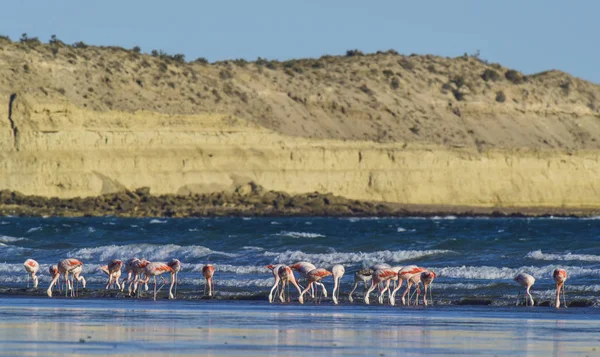 Düşük Gelgitte Beslenen Flamingolar Yarımada Valdes Patagonya — Stok fotoğraf